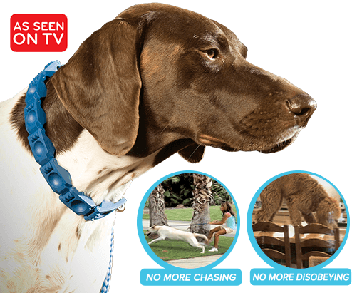 Dog wearing Command Collar® – As Seen on TV – No More Chasing, No More Disobeying
