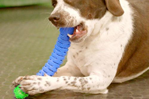 Dog chewing on Chewbrush